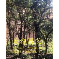 高山小葉黃楊、小葉黃楊樹（小葉黃楊的種植技術）就找利川天都