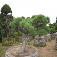 0010號進口日本精品黑松庭院景觀樹