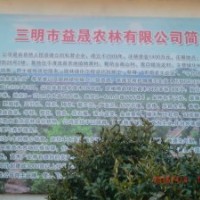 長(zhǎng)期供應(yīng)樂昌含笑優(yōu)質(zhì)綠化苗木