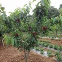 專供櫻桃苗 櫻桃樹 20公分櫻桃樹