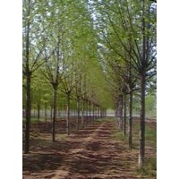 （14公分法桐*15公分速生法桐）價(jià)格(圖)
