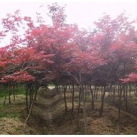 供應紅楓，紅楓小苗，紅楓批發(fā)。