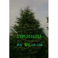陜西雪松價(jià)格陜西雪松報(bào)價(jià)