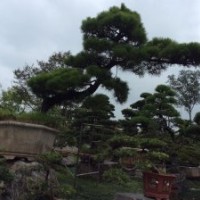 羅漢松供應