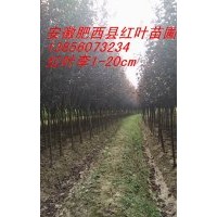 供應(yīng)石楠、海桐、桂花、梅花、女貞等