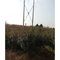 紅葉石楠