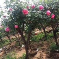 批發(fā)5公分月季樹(shù)