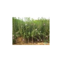 江蘇沭陽妍宇苗木基地