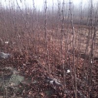 花椒苗出售、花椒苗大紅袍獅子頭大量出售