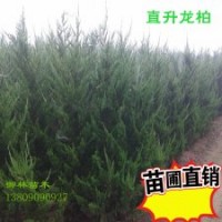 荒山造林側(cè)柏苗扁柏苗，刺柏高龍柏，