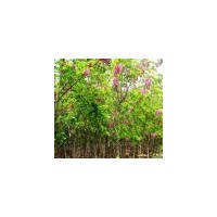 《專業(yè)供應(yīng)原生香花槐小苗》《專業(yè)供應(yīng)香花槐2-6公分》