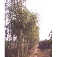 金絲垂柳