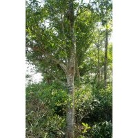 尖葉杜英，12-18公分