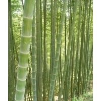 毛竹
