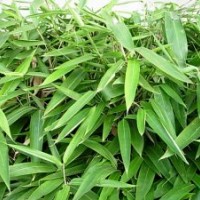 箬竹