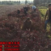 兩大趨勢將影響苗木行業(yè),那2016年我們應該種什么樣的苗呢？
