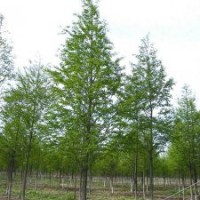 8公分中山杉 8公分中山杉