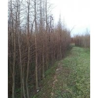 池杉苗，基地直銷