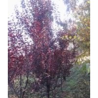 出售紅葉李、美人梅、紫葉矮櫻 價(jià)格