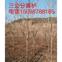 黃櫨