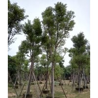 香樟大樹(shù)