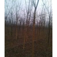 國(guó)槐種植國(guó)槐基地速生國(guó)槐老式國(guó)槐國(guó)槐價(jià)格