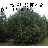 1米白皮松大量低價出售