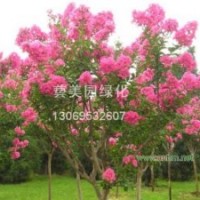 河南檜，國(guó)槐，白臘，欒樹(shù)，復(fù)葉槭，絲棉木，紫薇，法桐，女貞，