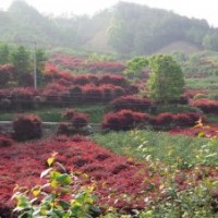 優(yōu)質供應地彺9公分紅楓