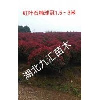 紅葉石楠球、紅繼木球、女貞球、含笑球、杜鵑球、茶梅球