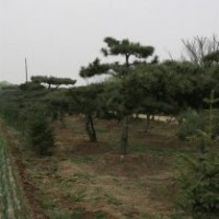 泰山松|聚源園林|泰山松樹價格