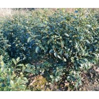 1500株含笑惠價(jià)待售
