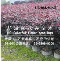 紅葉石楠大小杯苗 金森女貞大小杯苗供應(yīng)