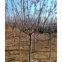 亞當海棠基地_紅葉小檗最新價格_膠東衛(wèi)矛大量出售