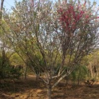 櫻花樹，山東櫻花樹基地，櫻花樹苗圃直銷