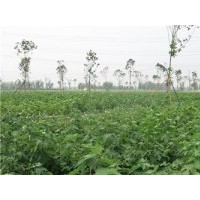 構(gòu)樹苗生產(chǎn)基地、構(gòu)樹苗、鑫森源(查看)