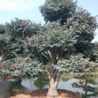 全國(guó)承接茶花嫁接,油茶樹樁嫁接