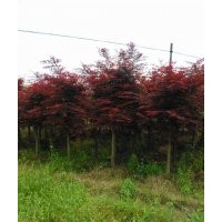 優(yōu)價供應(yīng)各種規(guī)格紅楓，紫薇，紅葉李