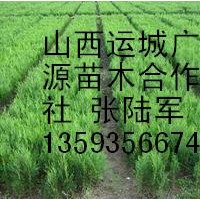 側(cè)柏苗出售、20公分大田側(cè)柏苗大量出售