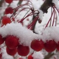 優(yōu)質(zhì)的北美海棠，絢麗海棠，冬紅海棠，紅巴倫海棠
