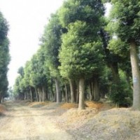 移栽香樟樹(shù)