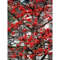 供應(yīng)木棉 木棉樹(shù)苗 扁桃 扁桃樹(shù)苗 黃槐 黃槐樹(shù)苗