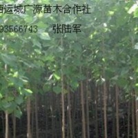 5公分速生楊大量低價供應(yīng)