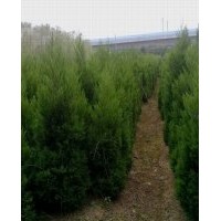 江蘇蜀檜價(jià)格 南京蜀檜價(jià)格 蜀檜工程苗