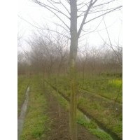 江蘇樸樹價(jià)格 南京樸樹價(jià)格 樸樹工程苗