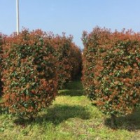 出售紅葉石楠、桂花、香樟