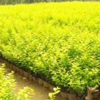 金葉榆基地