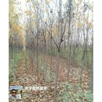 高桿紅葉石楠5-7公分，