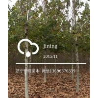 誠信經(jīng)營出售法桐，國槐，白臘