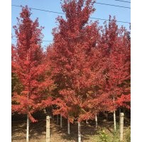 美國紅楓，北美海棠，北美紅櫟，加拿大紅楓，挪威槭，美洲椴樹，